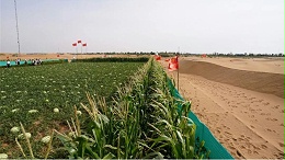 郑赛修护在腾格里沙漠种出优质西瓜玉米
